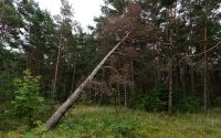 A leaning dead pine tree in a forest
