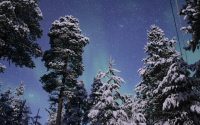 snow covered green trees during daytime